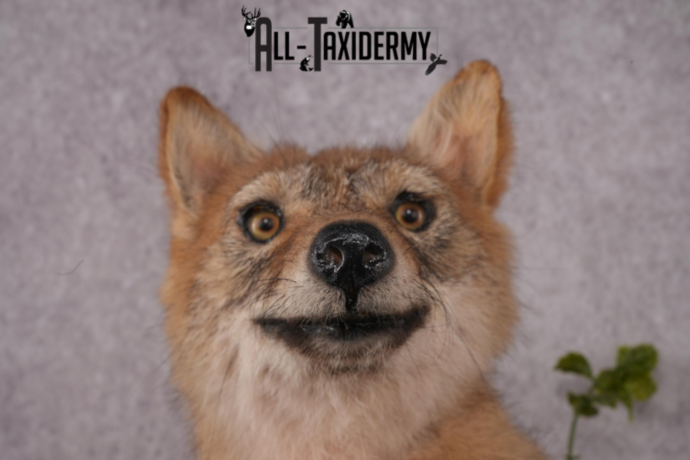 Coyote Pup Taxidermy Mount SKU 2439 - Image 7