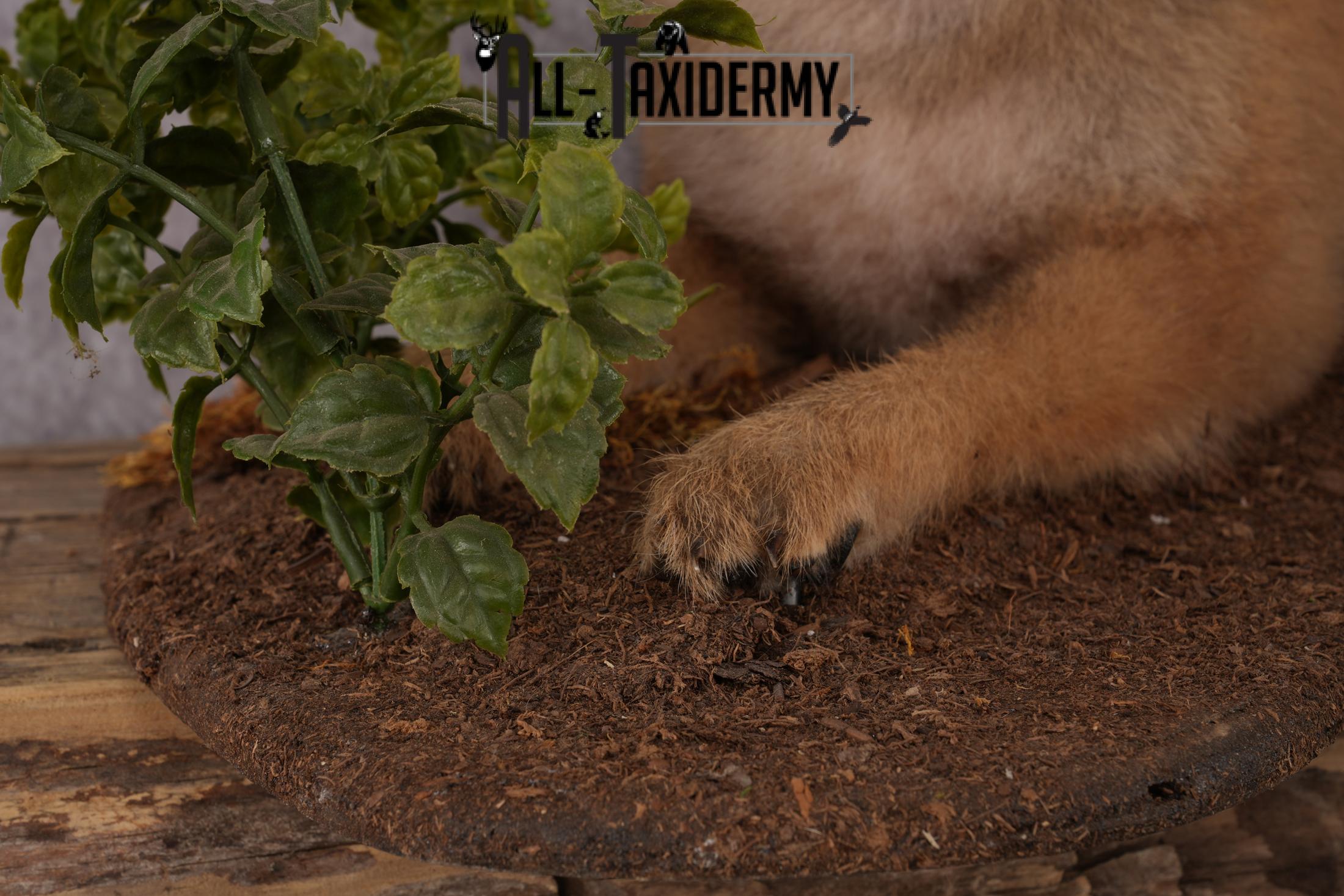 Coyote Pup Taxidermy Mount SKU 2439 - Image 8