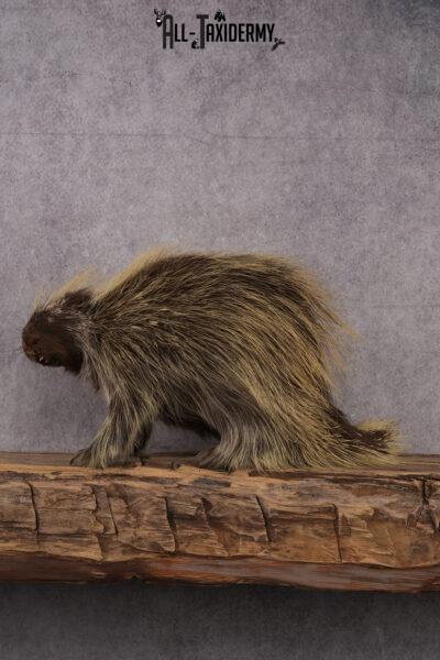North American Porcupine taxidermy mount SKU 2574