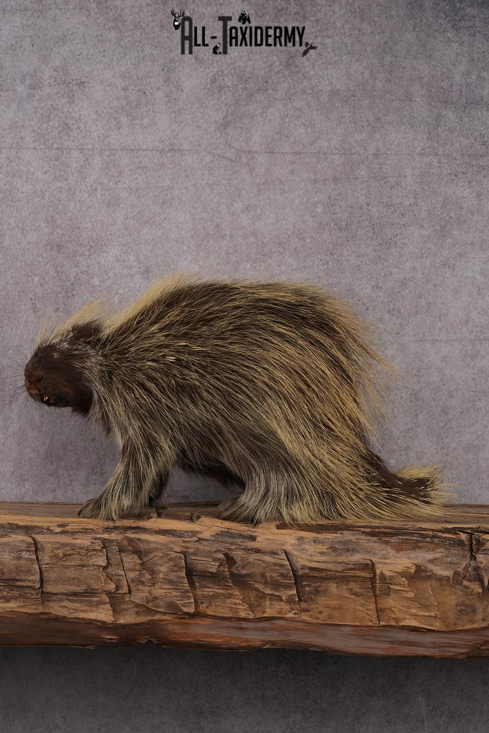 North American Porcupine taxidermy mount SKU 2574