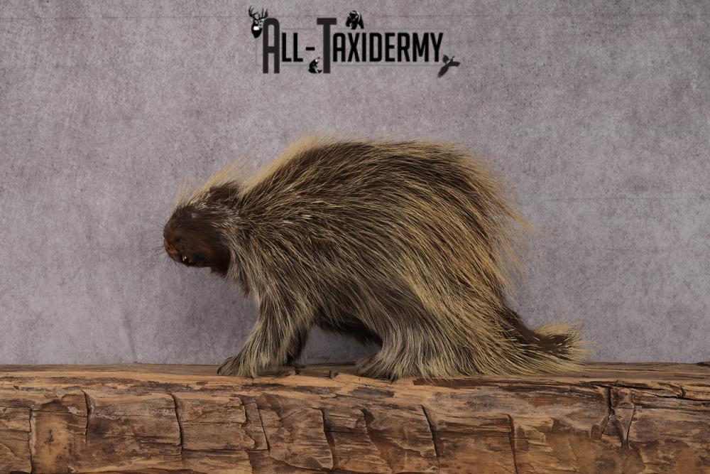 North American Porcupine taxidermy mount SKU 2574 - Image 2