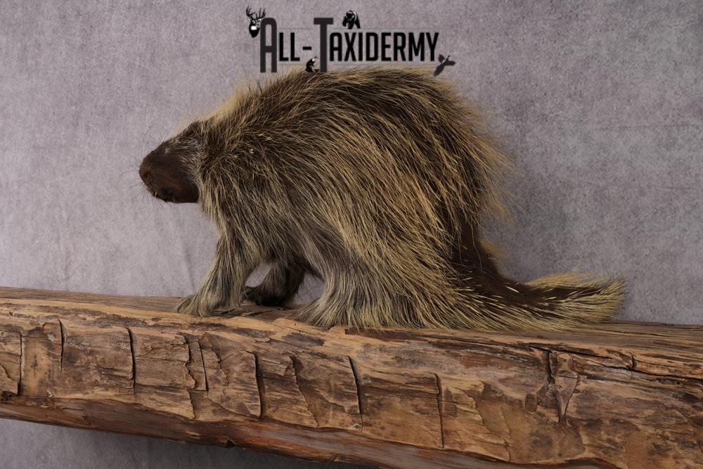 North American Porcupine taxidermy mount SKU 2574 - Image 3