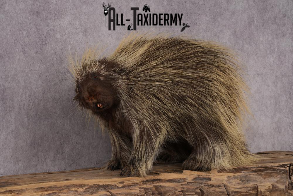 North American Porcupine taxidermy mount SKU 2574 - Image 4