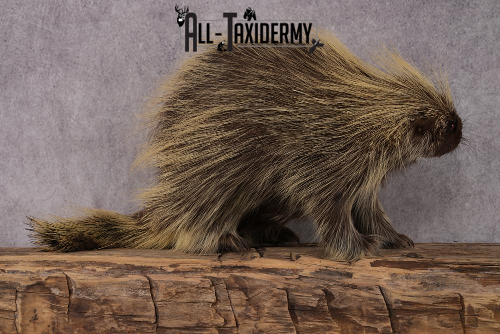 North American Porcupine taxidermy mount SKU 2574 - Image 5