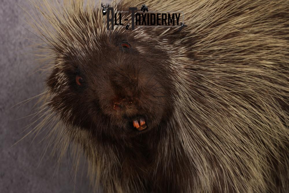 North American Porcupine taxidermy mount SKU 2574 - Image 6