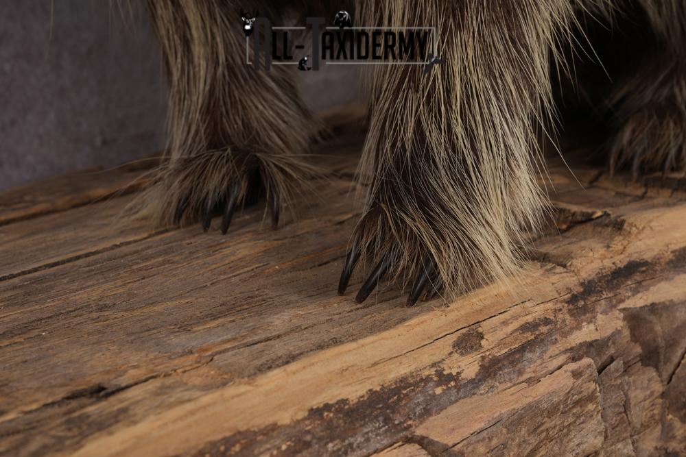 North American Porcupine taxidermy mount SKU 2574 - Image 7