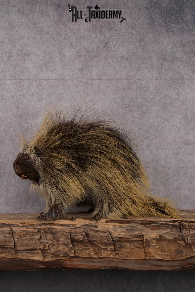 North American Porcupine taxidermy mount SKU 2575 - Image 2