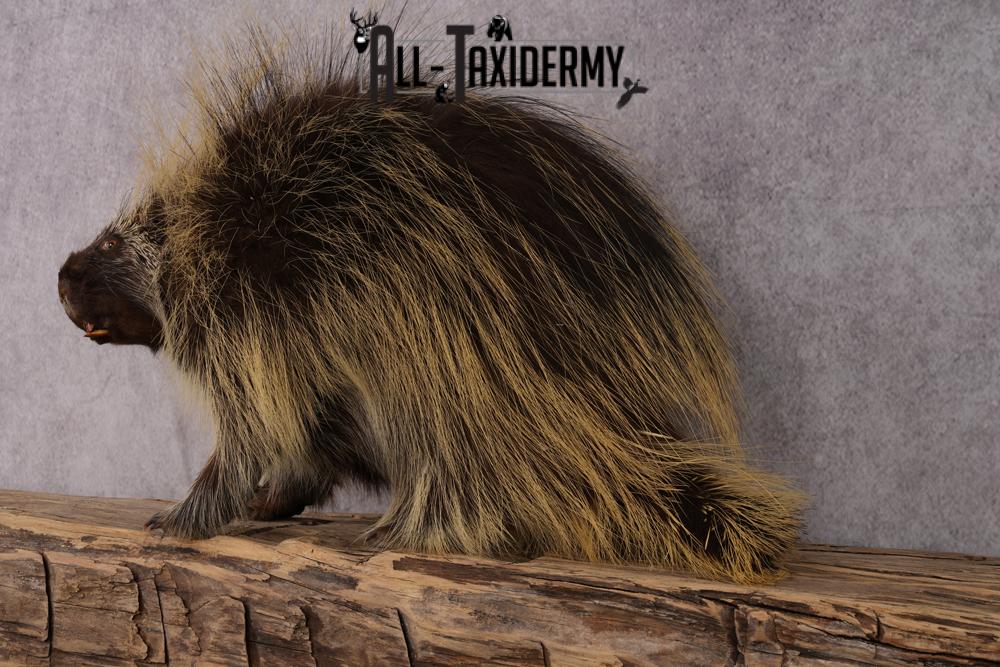 North American Porcupine taxidermy mount SKU 2575 - Image 3
