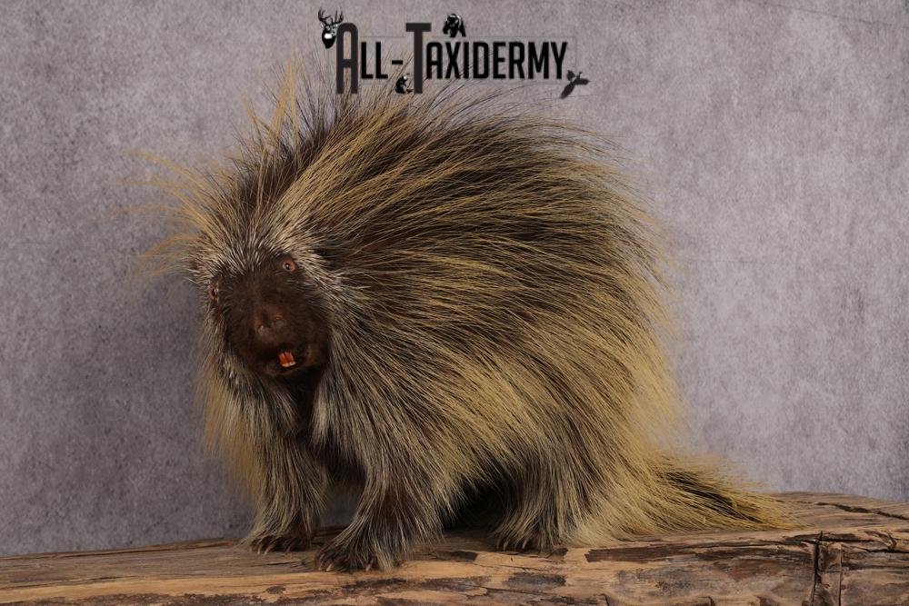 North American Porcupine taxidermy mount SKU 2575 - Image 4