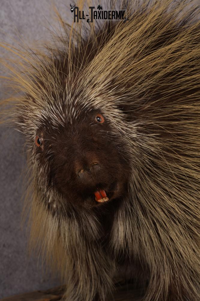 North American Porcupine taxidermy mount SKU 2575 - Image 5