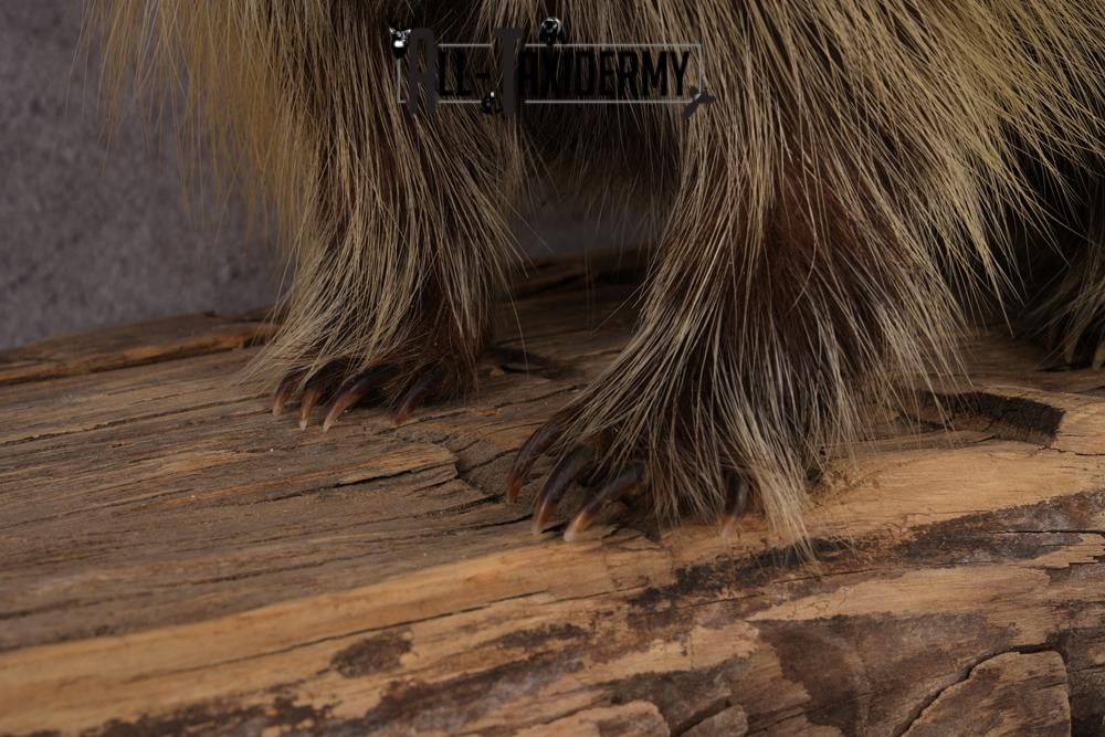 North American Porcupine taxidermy mount SKU 2575 - Image 6