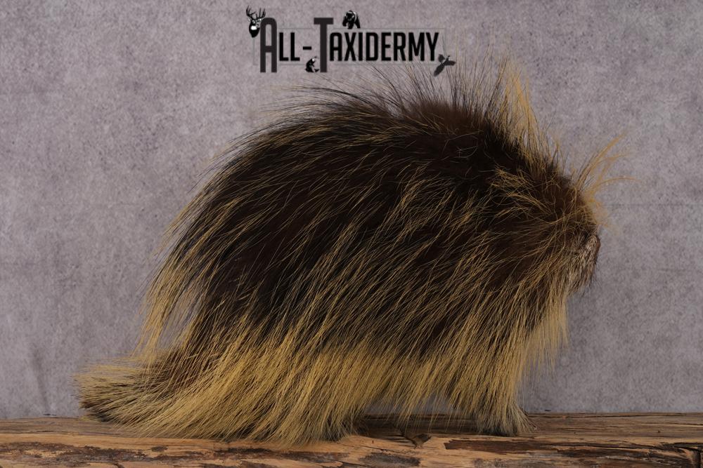 North American Porcupine taxidermy mount SKU 2575 - Image 7