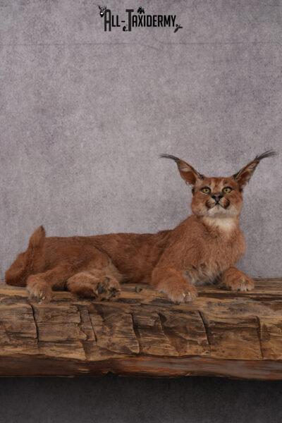 Caracal Taxidermy