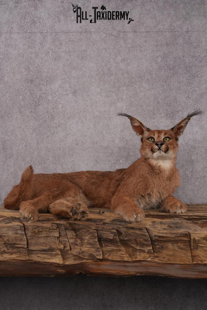 Caracal Taxidermy