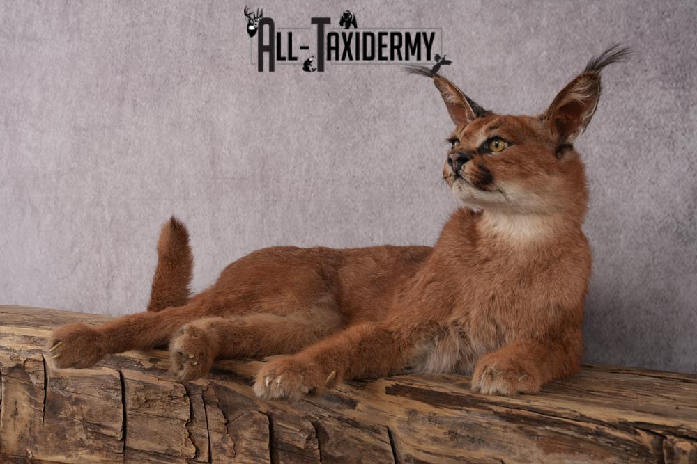 African Caracal Cat taxidermy mount SKU 2525 - Image 2