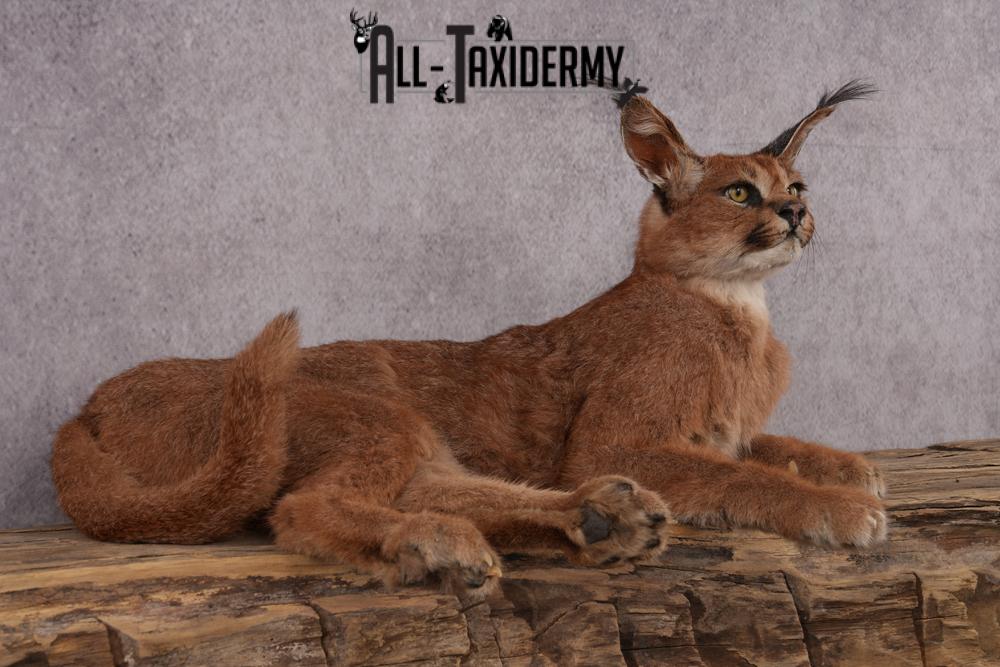 African Caracal Cat taxidermy mount SKU 2525 - Image 6