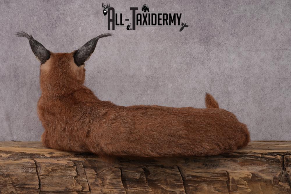 African Caracal Cat taxidermy mount SKU 2525 - Image 5