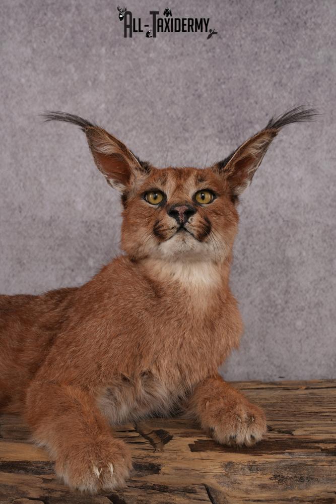 African Caracal Cat taxidermy mount SKU 2525 - Image 4