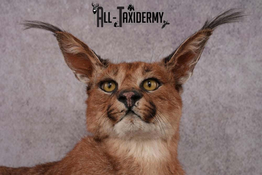 African Caracal Cat taxidermy mount SKU 2525 - Image 3