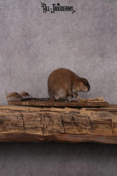 Muskrat Taxidermy Mount SKU 2438