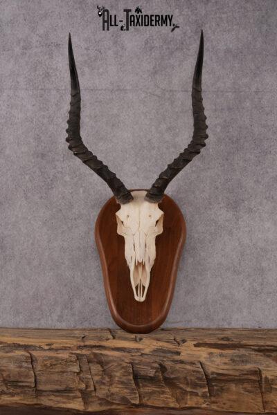 African Impala Skull SKU 2593