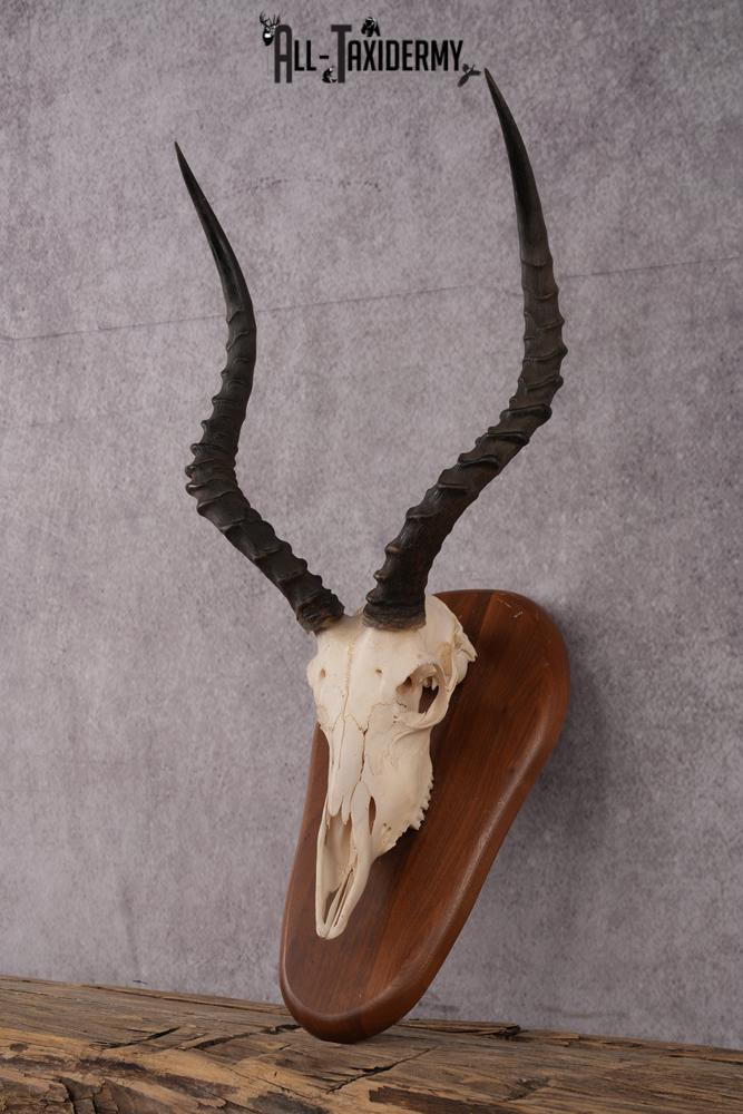 African Impala Skull SKU 2593 - Image 2