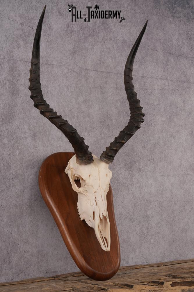 African Impala Skull SKU 2593 - Image 5