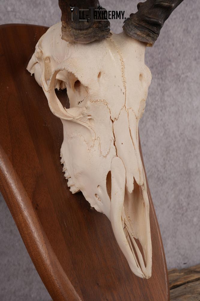 African Impala Skull SKU 2593 - Image 4