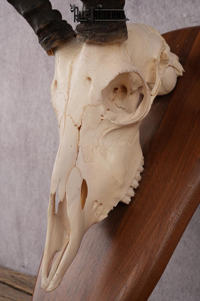 African Impala Skull SKU 2593 - Image 3