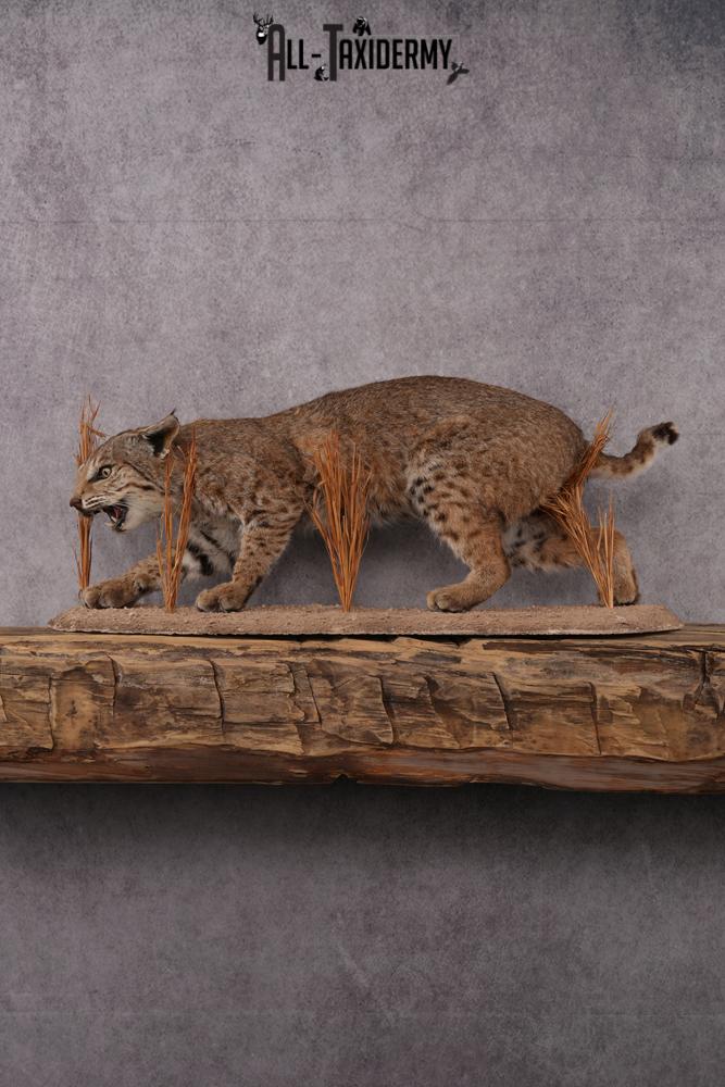 Bobcat taxidermy mount SKU 2577