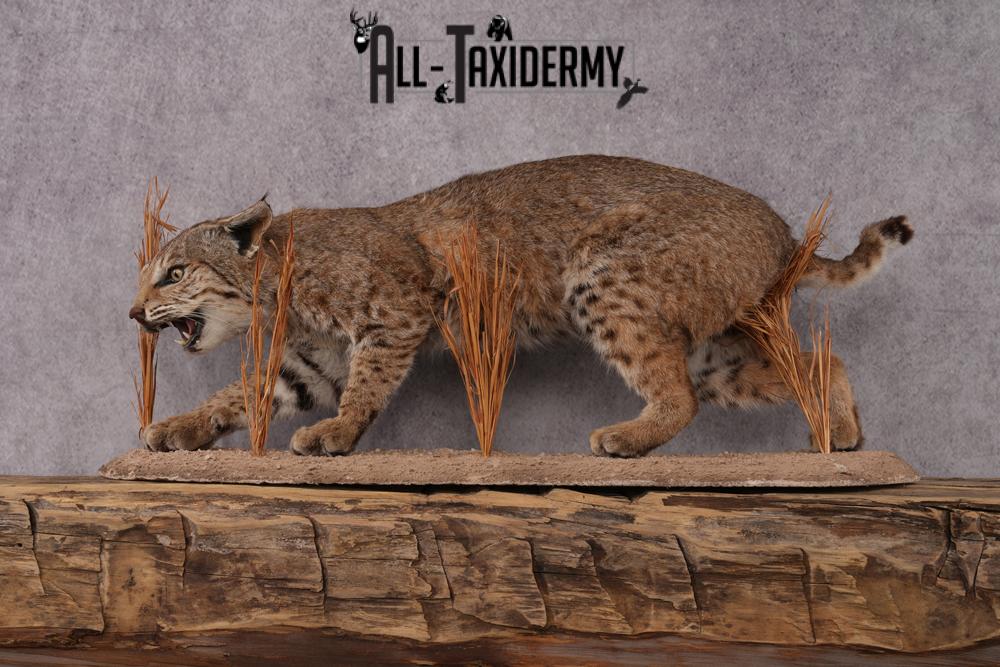 Bobcat taxidermy mount SKU 2577 - Image 2
