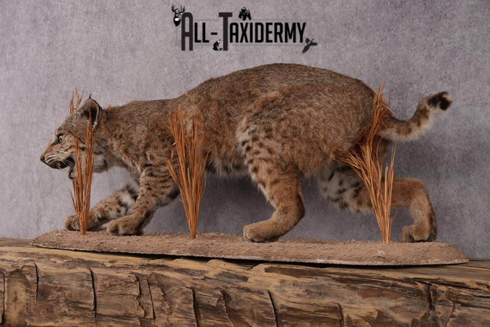Bobcat taxidermy mount SKU 2577 - Image 7
