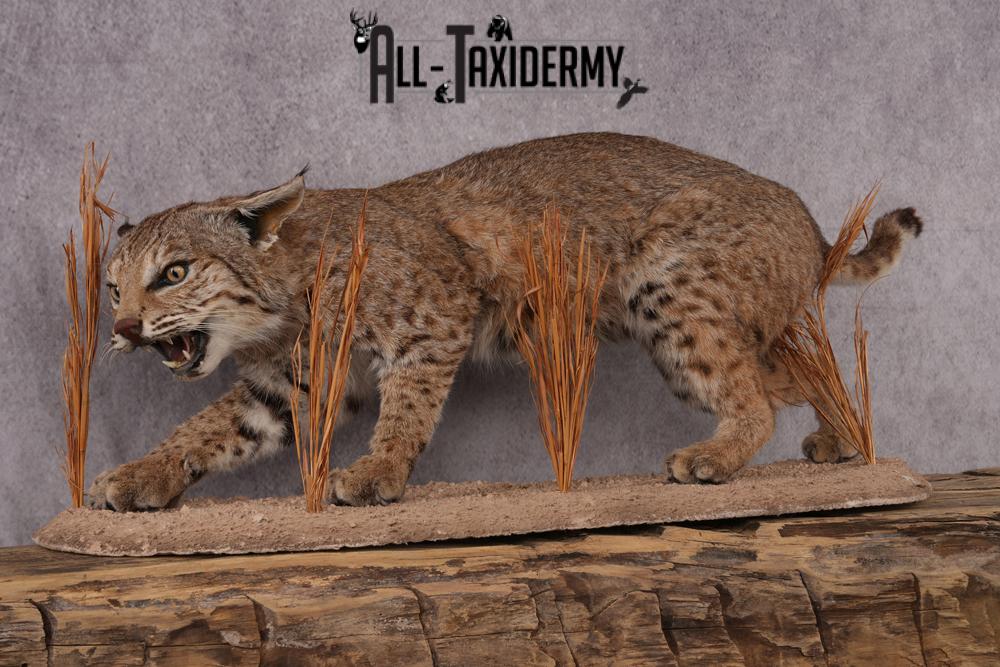 Bobcat taxidermy mount SKU 2577 - Image 6