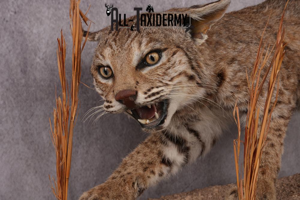 Bobcat taxidermy mount SKU 2577 - Image 5