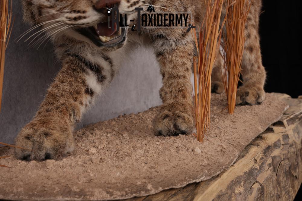 Bobcat taxidermy mount SKU 2577 - Image 4