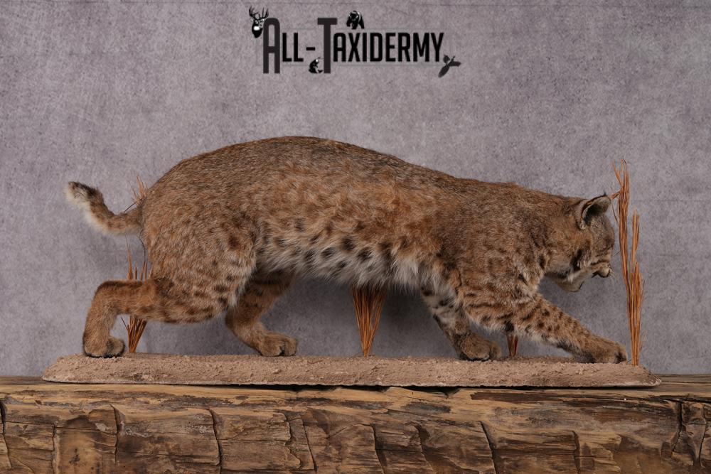 Bobcat taxidermy mount SKU 2577 - Image 3