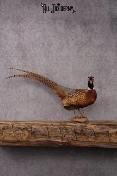 Ringneck Pheasant Taxidermy Mount SKU 2495
