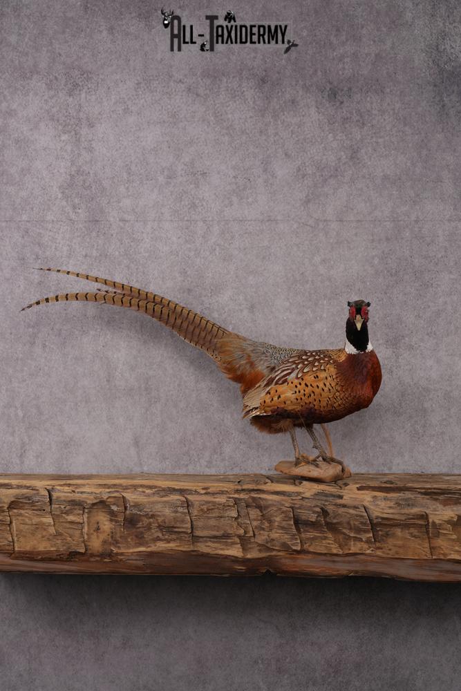 Ringneck Pheasant Taxidermy Mount SKU 2495