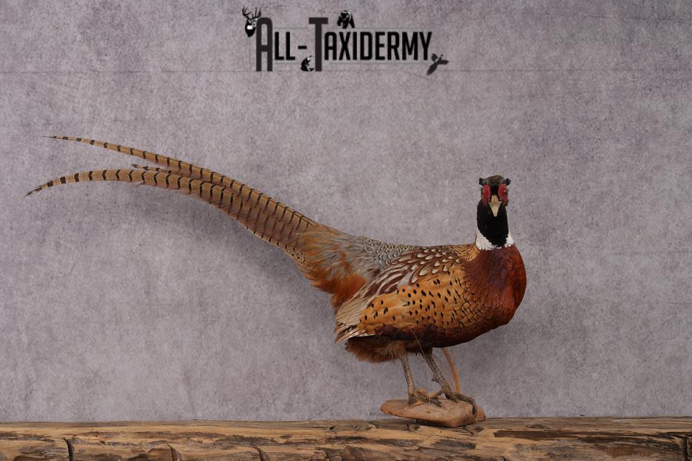 Ringneck Pheasant Taxidermy Mount SKU 2495 - Image 6