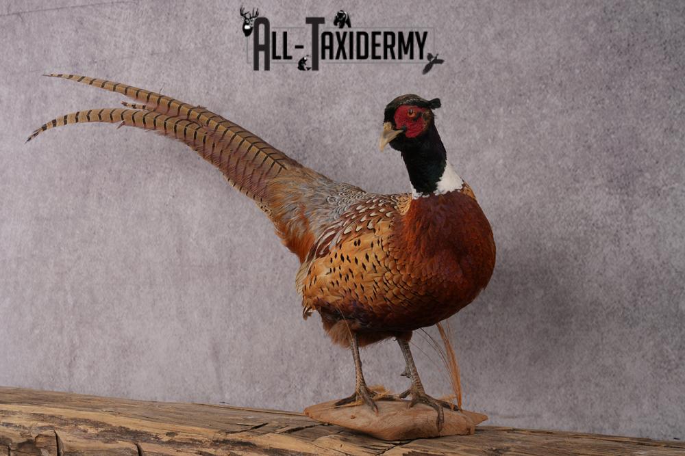 Ringneck Pheasant Taxidermy Mount SKU 2495 - Image 5