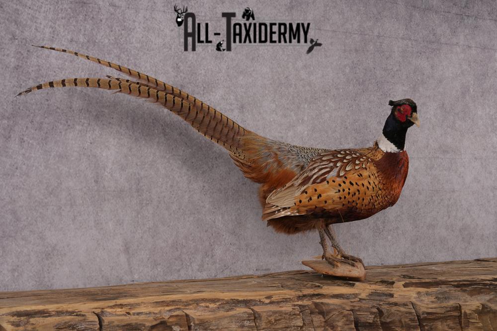 Ringneck Pheasant Taxidermy Mount SKU 2495 - Image 4