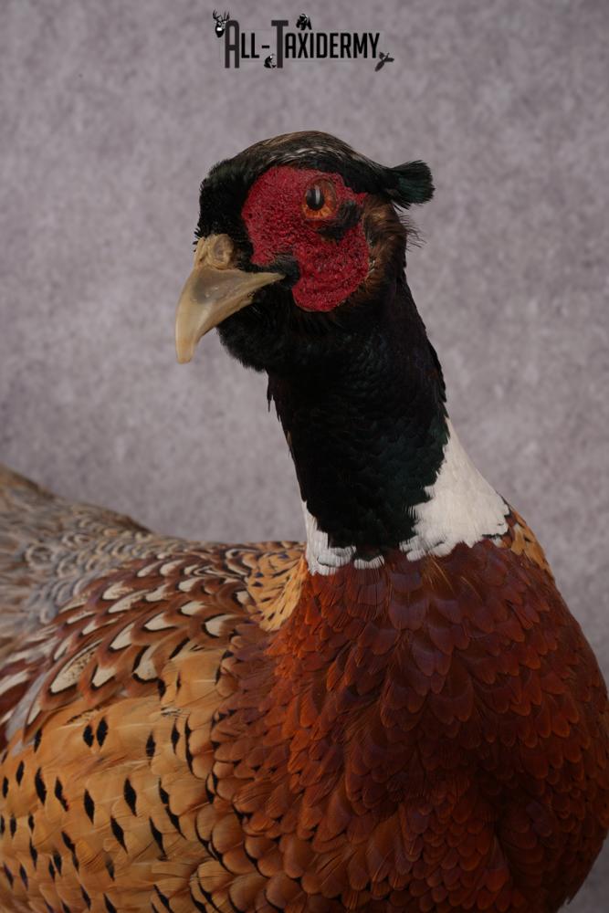 Ringneck Pheasant Taxidermy Mount SKU 2495 - Image 3