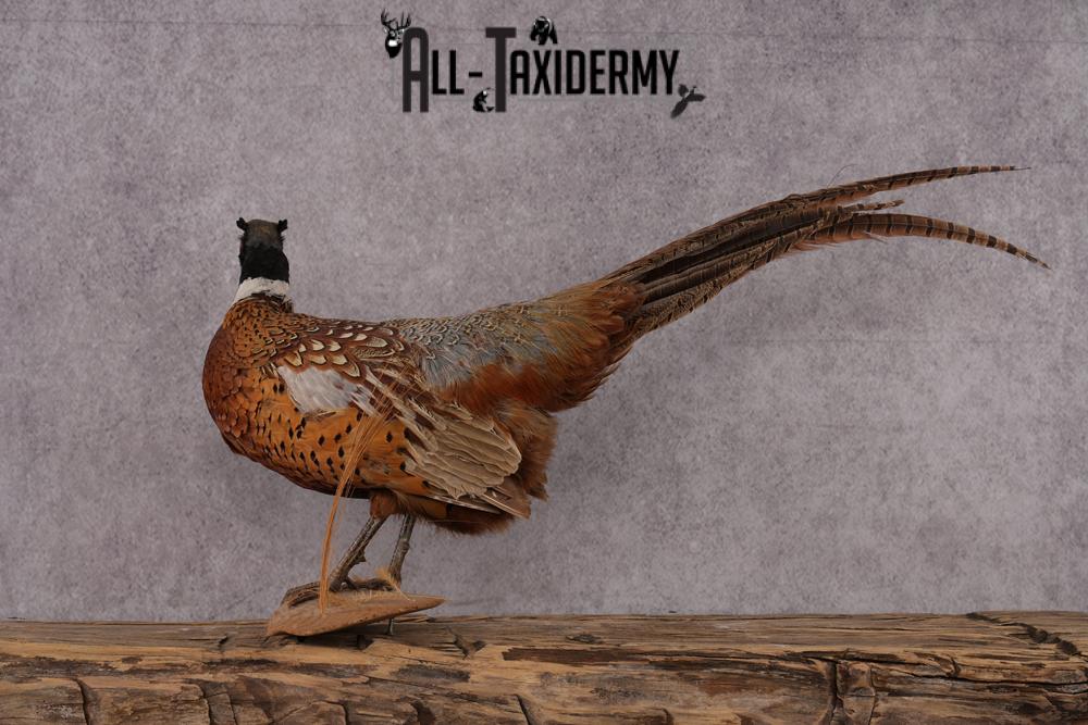 Ringneck Pheasant Taxidermy Mount SKU 2495 - Image 2