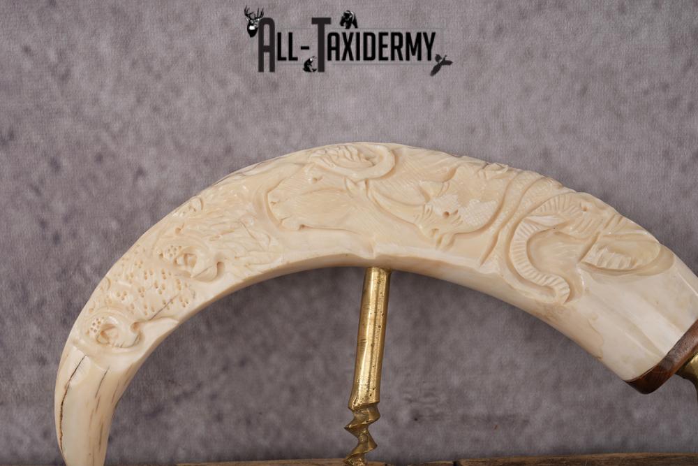 Carved Warthog Tusk Bottle Opener SKU 2428 - Image 4