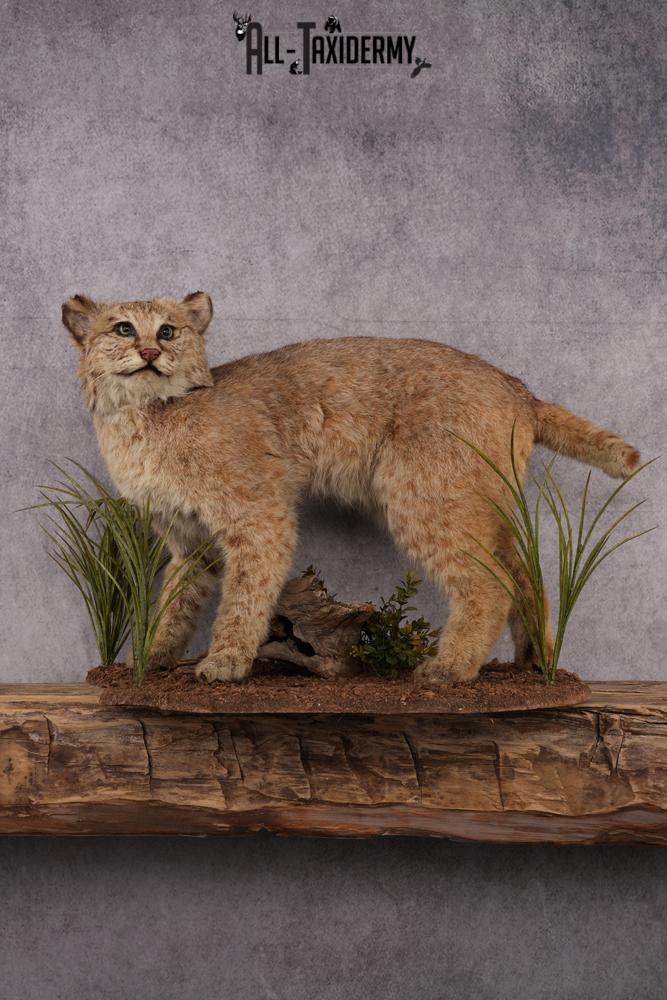 Bobcat Taxidermy Mount SKU 2441