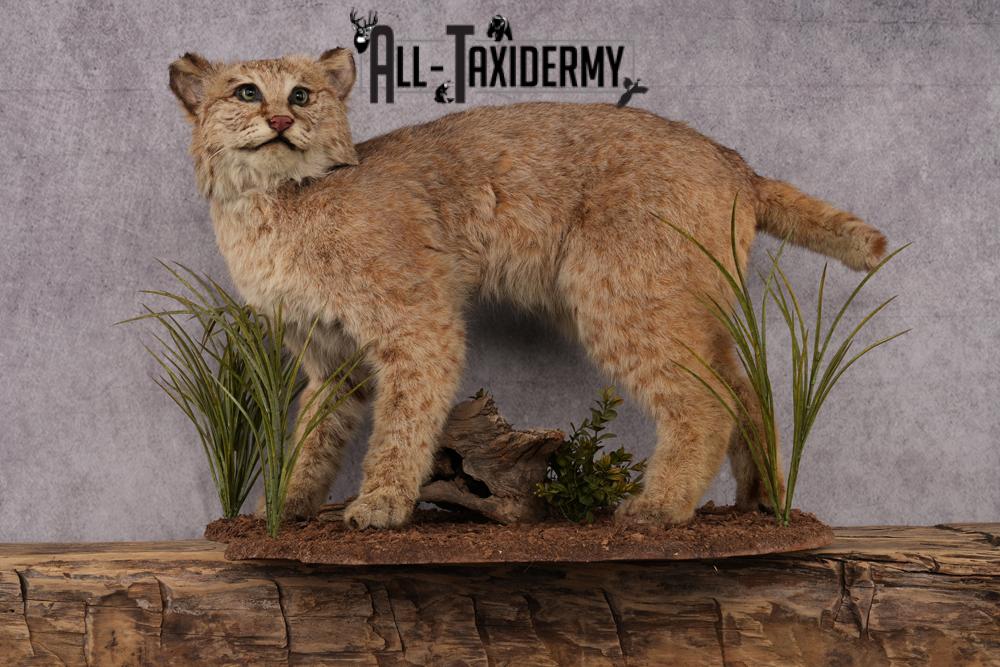Bobcat Taxidermy Mount SKU 2441 - Image 2