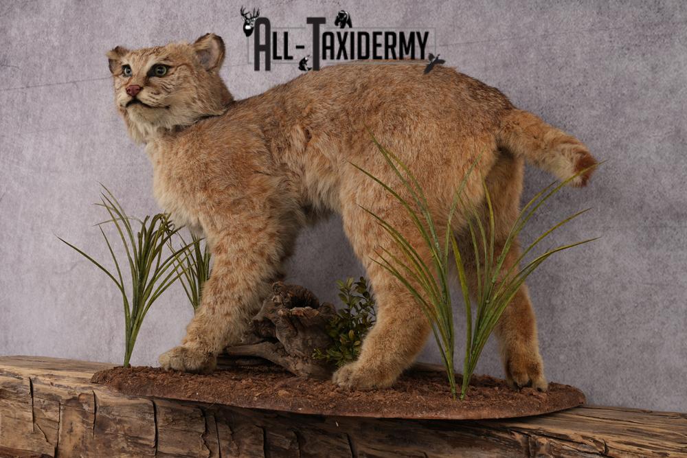 Bobcat Taxidermy Mount SKU 2441 - Image 6