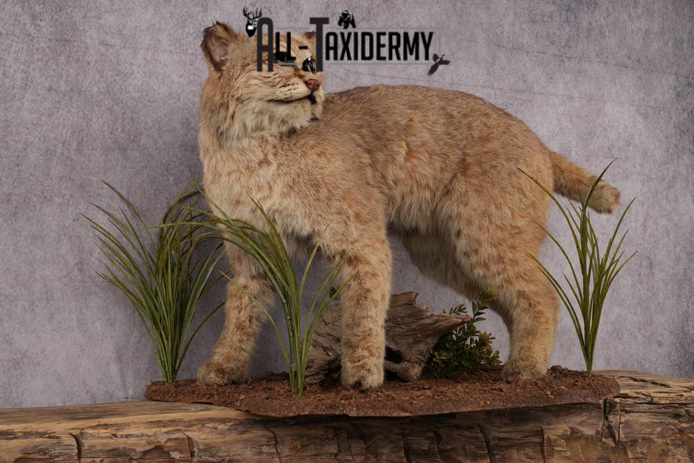 Bobcat Taxidermy Mount SKU 2441 - Image 5