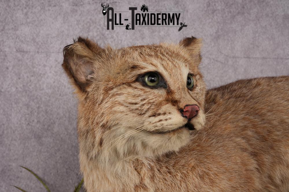 Bobcat Taxidermy Mount SKU 2441 - Image 4