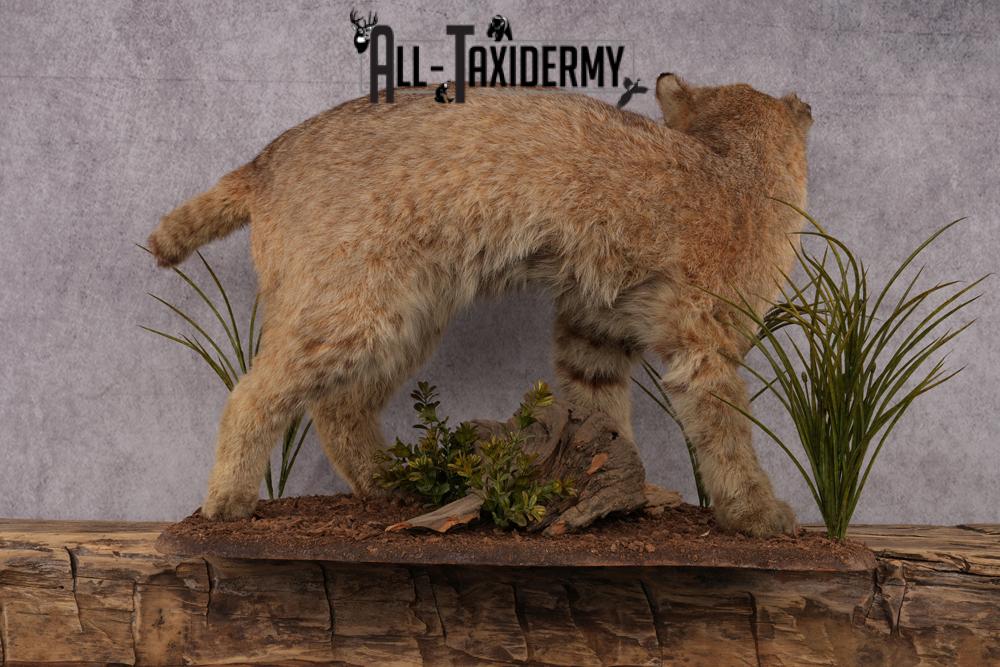 Bobcat Taxidermy Mount SKU 2441 - Image 3